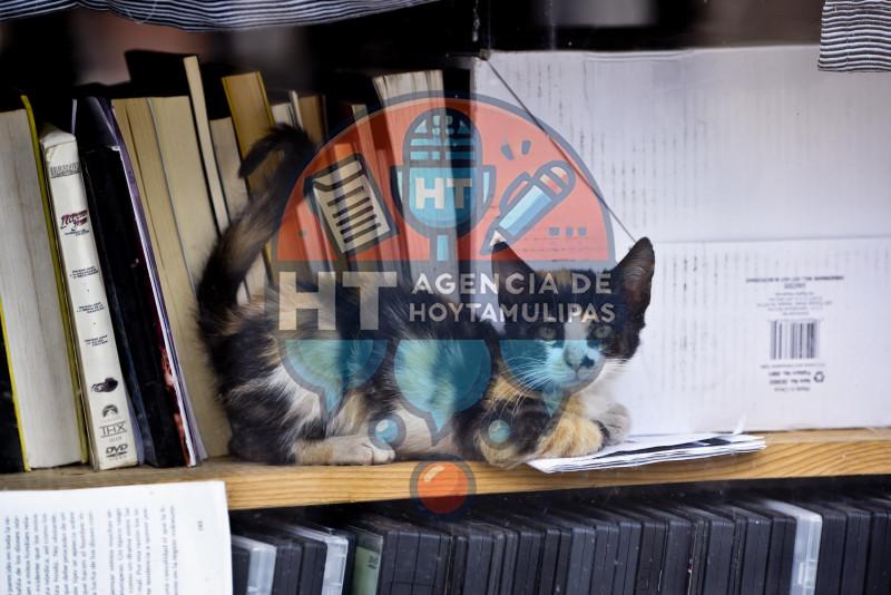 Cotidianidad Cotidianidad