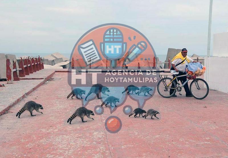 Playa Miramar - Mapaches Playa Miramar - Mapaches