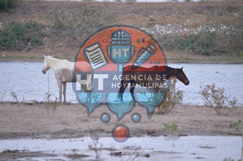 Presa de Caballeros sufre la sequía Presa de Caballeros sufre la sequía