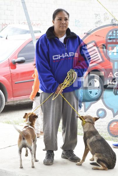 Vacunación antirrábica 2013 Vacunación antirrábica 2013