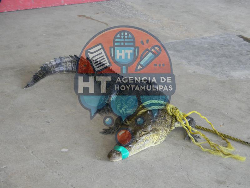 Necesario colocar seņalamientos de presencia de cocodrilos en Altamira Necesario colocar seņalamientos de presencia de cocodrilos en Altamira