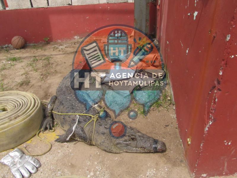 Cocodrilos Cocodrilos