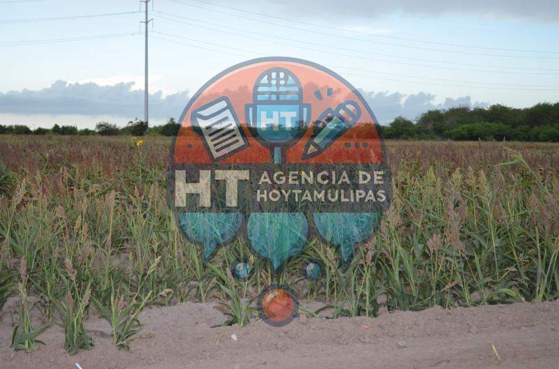 Productores agrícolas Productores agrícolas