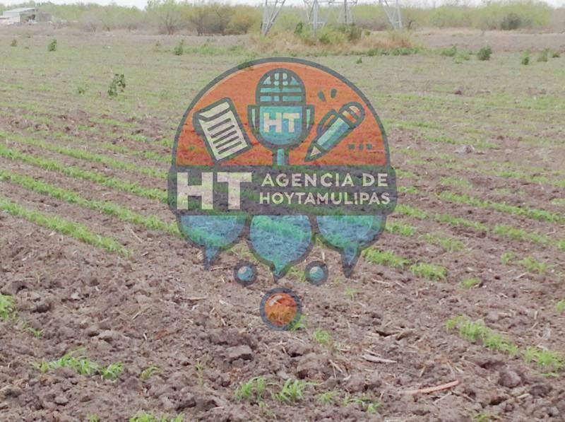 Productores de Matamoros Productores de Matamoros