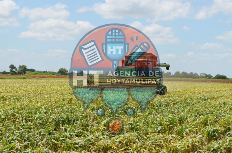 Términa trilla sorgo Términa trilla sorgo