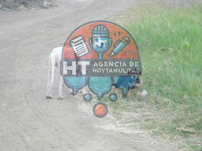 Perros Callejeros Perros Callejeros