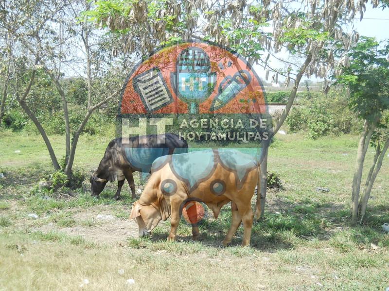 Cierran carnicerías Cierran carnicerías