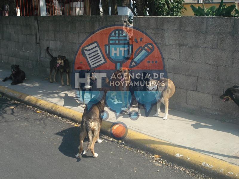 Perros callejeros Perros callejeros