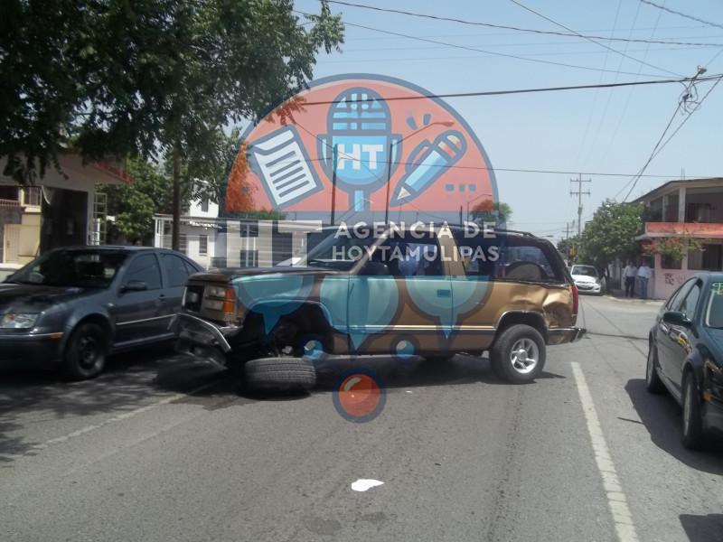 Choca carnicero de Victoria Choca carnicero de Victoria