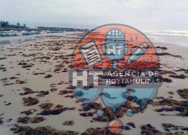 Retiran basura y sargazo de la playa Miramar en Madero Retiran basura y sargazo de la playa Miramar en Madero