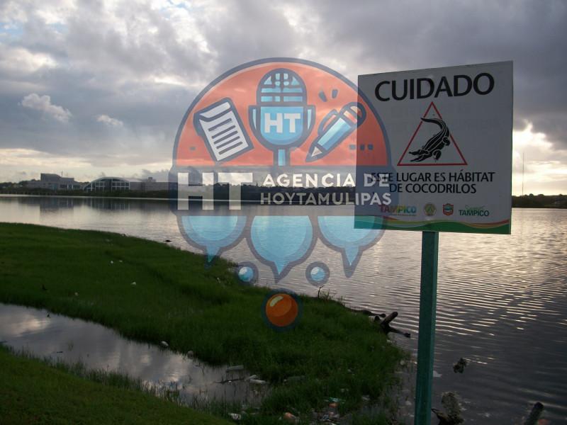 Cocodrilos en la laguna del Carpintero Cocodrilos en la laguna del Carpintero