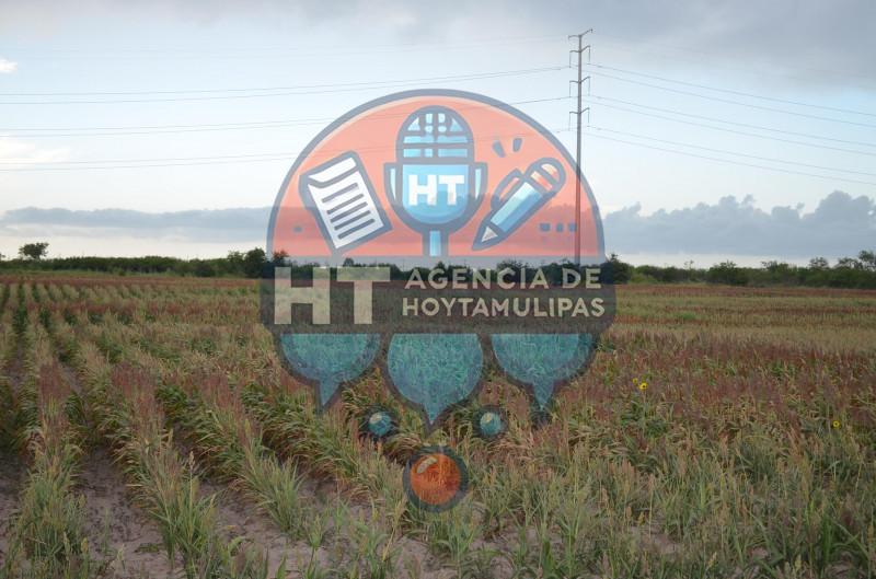 Siembra de sorgo en Matamoros Siembra de sorgo en Matamoros