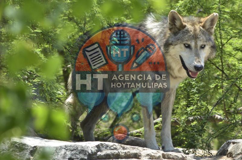 La familia en el zoológico de Tamatán crece La familia en el zoológico de Tamatán crece