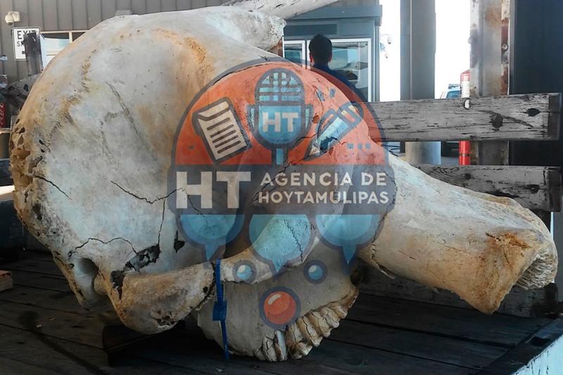 Cráneo de Elefante en Texas Cráneo de Elefante en Texas