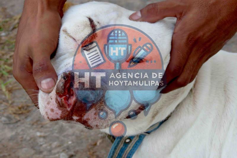 Perro de la raza pitbull Perro de la raza pitbull