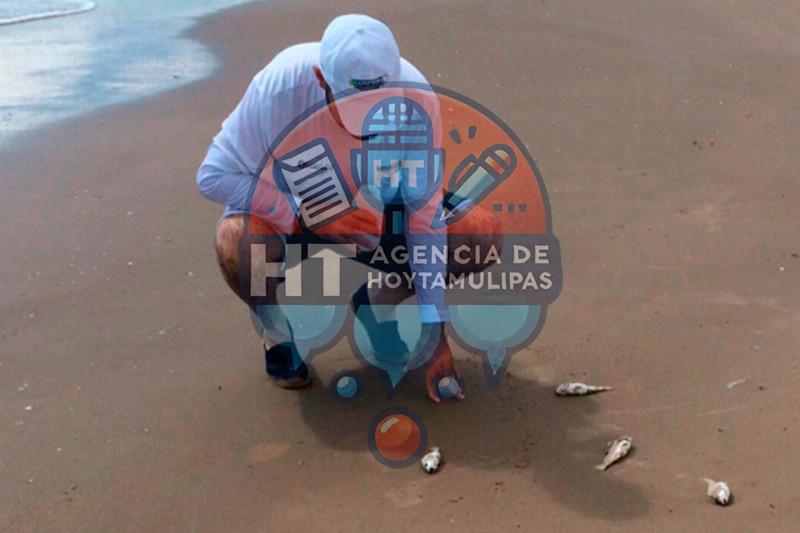 Peces muertos en Playa de Matamoros Peces muertos en Playa de Matamoros