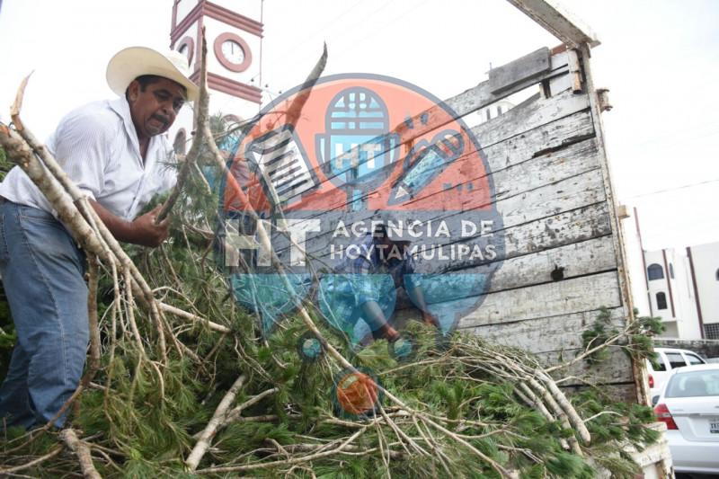 Pinos de navidad Pinos de navidad