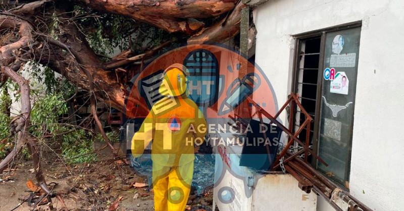 Se desploma árbol sobre vivienda de Victoria; causa solo daños materiales Se desploma árbol sobre vivienda de Victoria; causa solo daños materiales