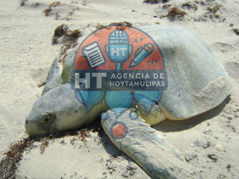 Tortuga Lora