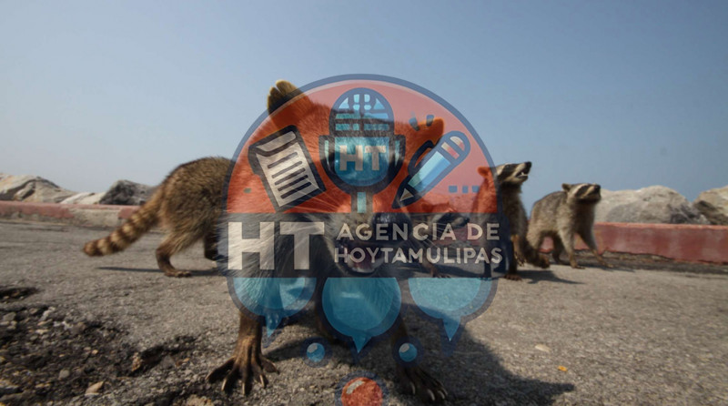 Mapaches playa Miramar