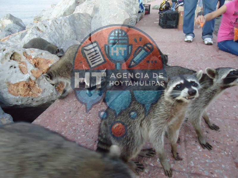 Mapaches playa Miramar