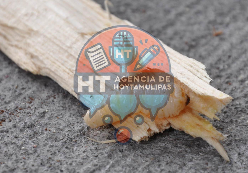 Plaga CBP Brownsville