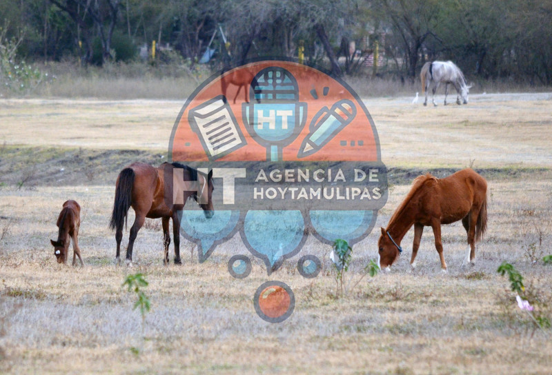Sequa en Tamaulipas