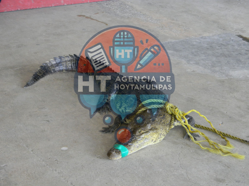 Necesario colocar se�alamientos de presencia de cocodrilos en Altamira