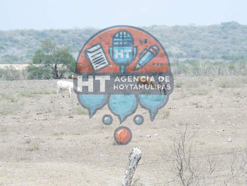 El 80% de presas en Altamira solo contienen lodo