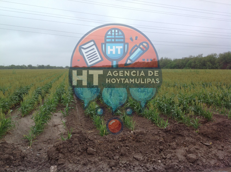 Lluvias m�nimas en Matamoros