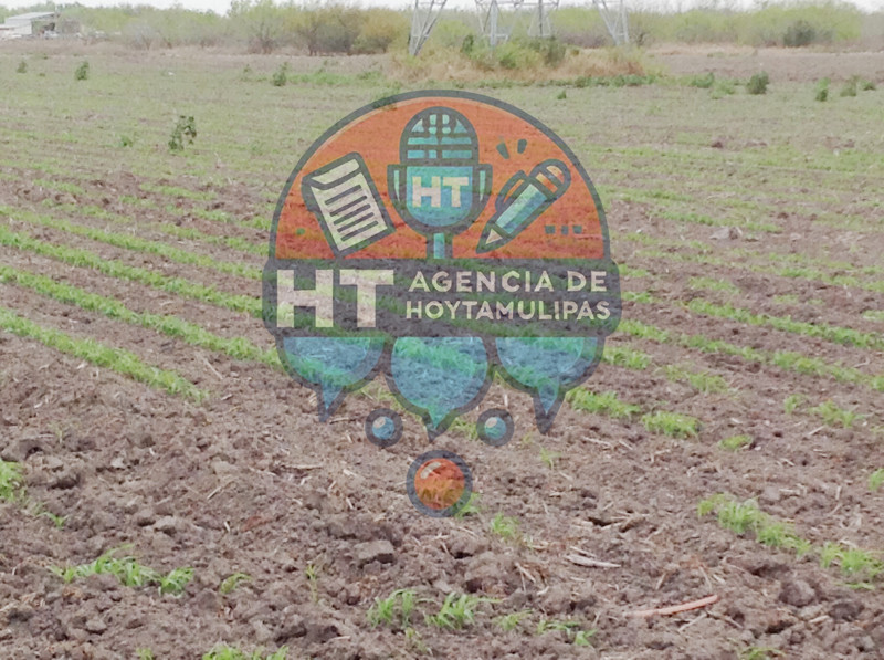 Productores de Matamoros