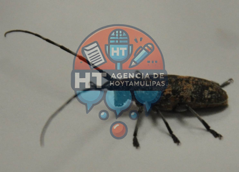 Aduana y Protecci�n Fronteriza