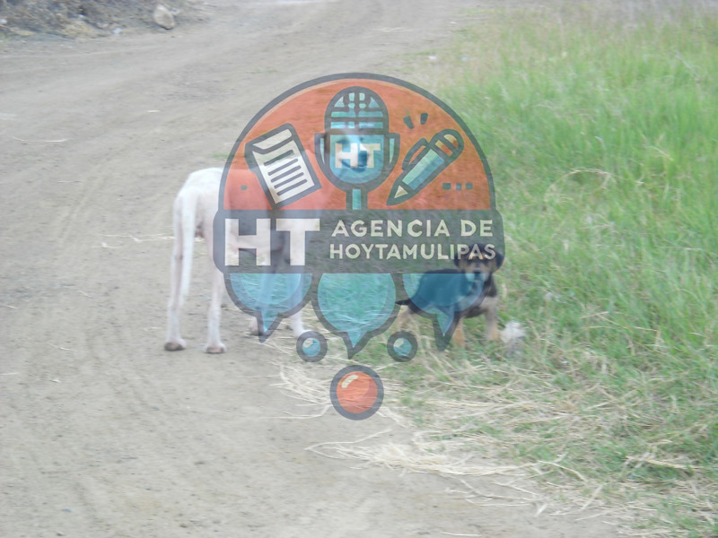 Perros Callejeros