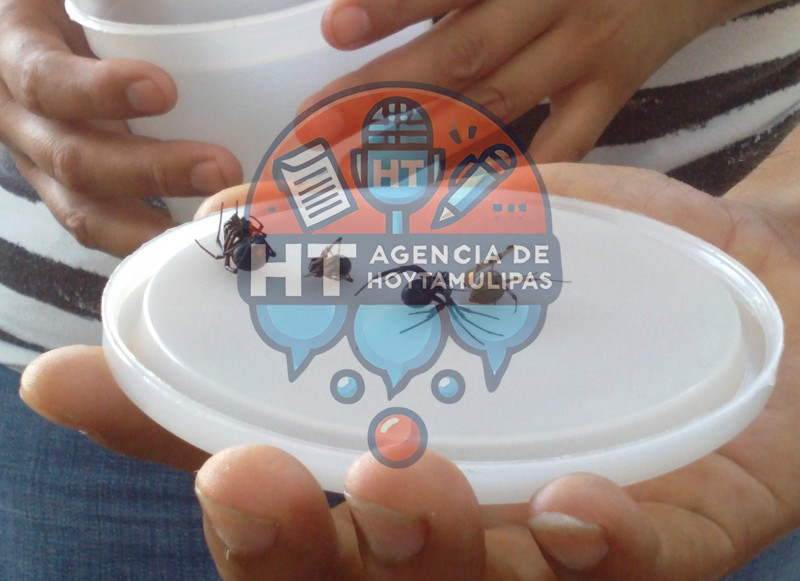 Ara�as "Viudas Negras"