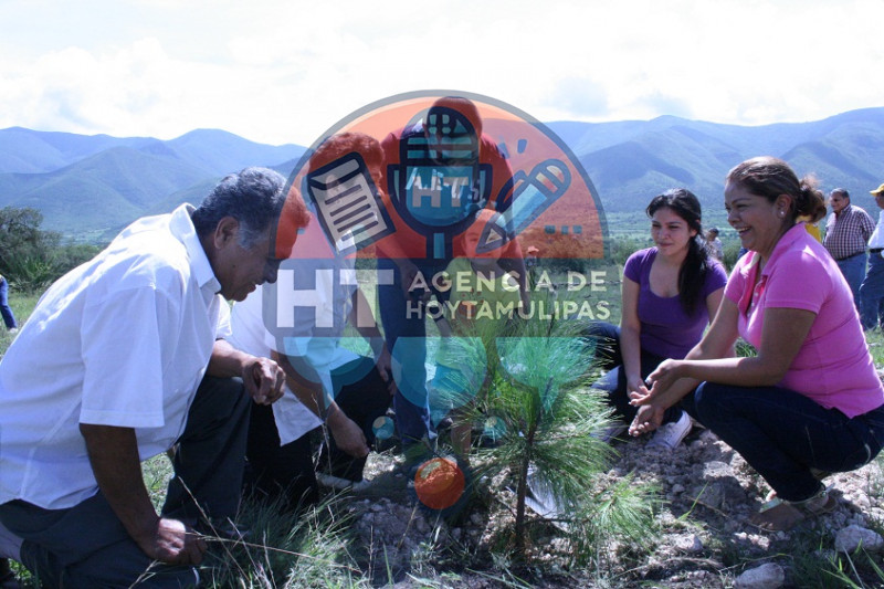 Plantan �rboles en Palmillas