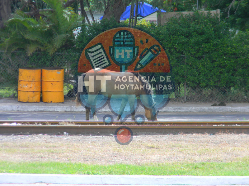 Caballos sueltos en Madero