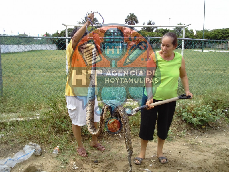 Capturan v�bora en Madero