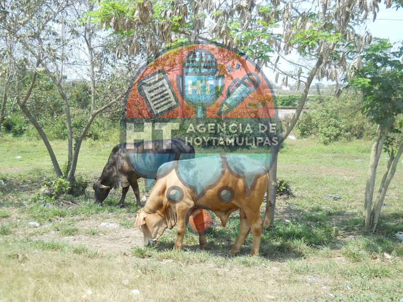 Cierran carnicer�as