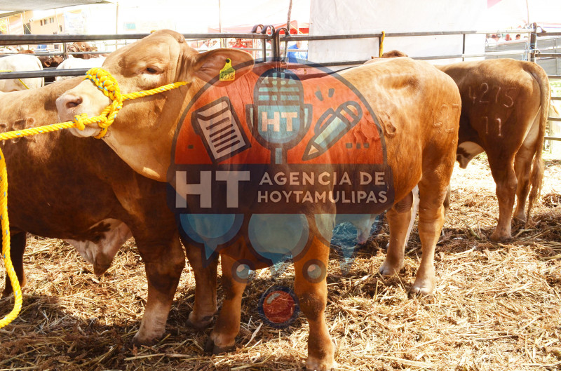 Sector pecuario Tamaulipas