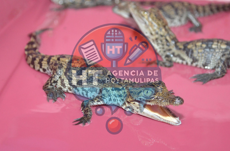 PROFEPA