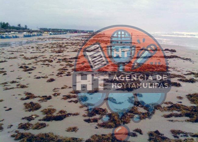 Retiran basura y sargazo de la playa Miramar en Madero