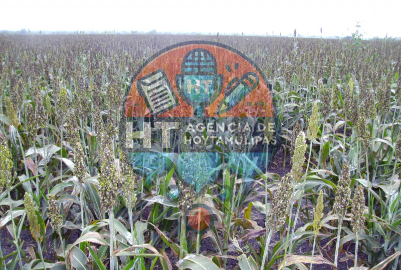 Sorgo 