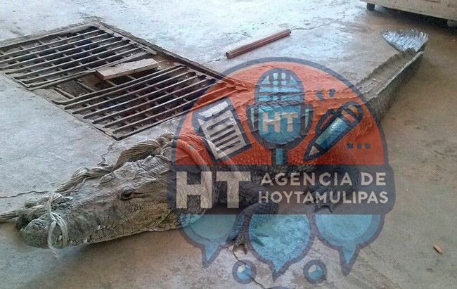 Capturan lagarto en Altamira 