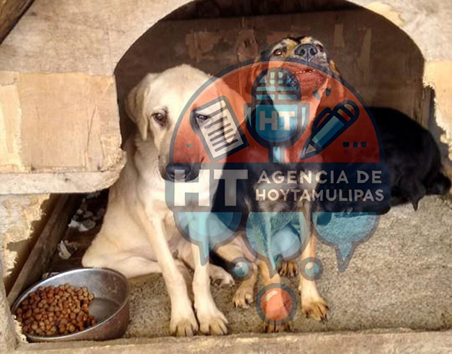 Fundaci�n Perrito Feliz