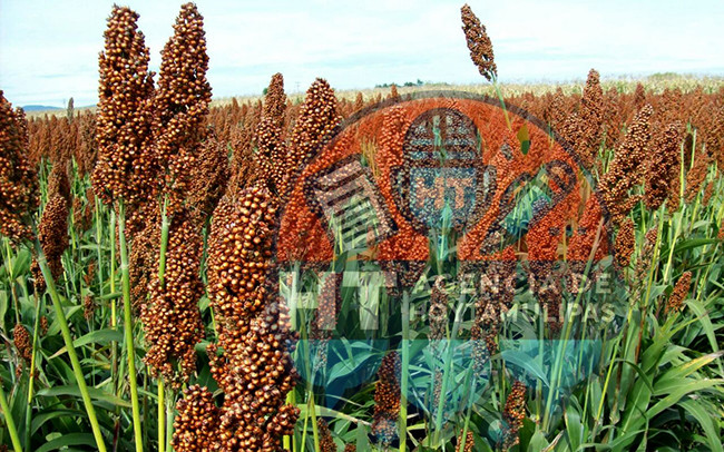 sorgo Tamaulipas