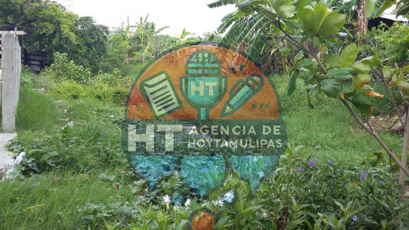 Atacan cocodrilos a mascotas en colonia de Madero