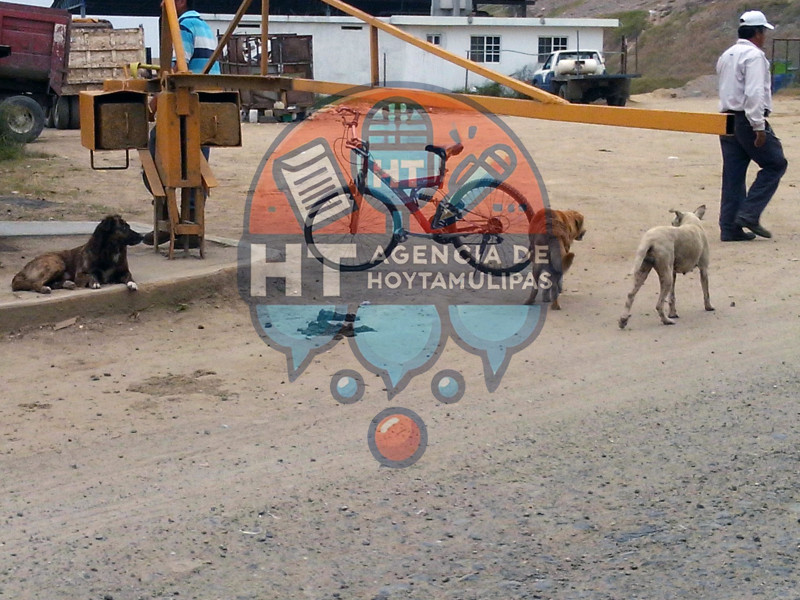 Perrera municipal en Altamira