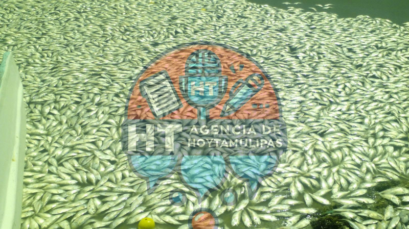 Marea roja en Tamaulipas