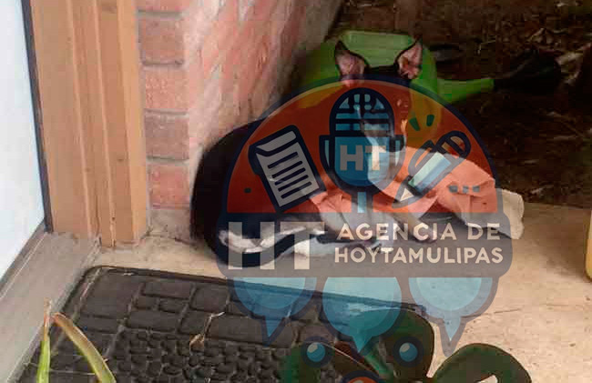 Cuidar a las mascotas