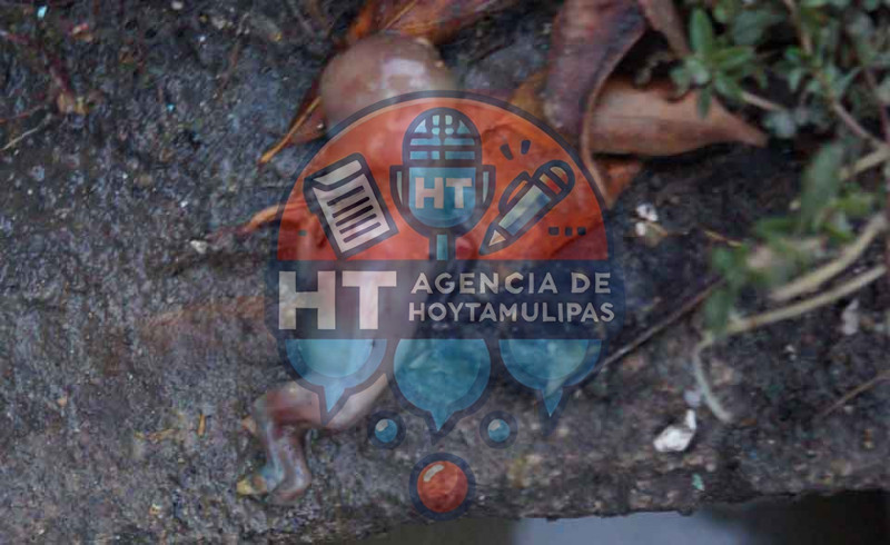 Feto 
